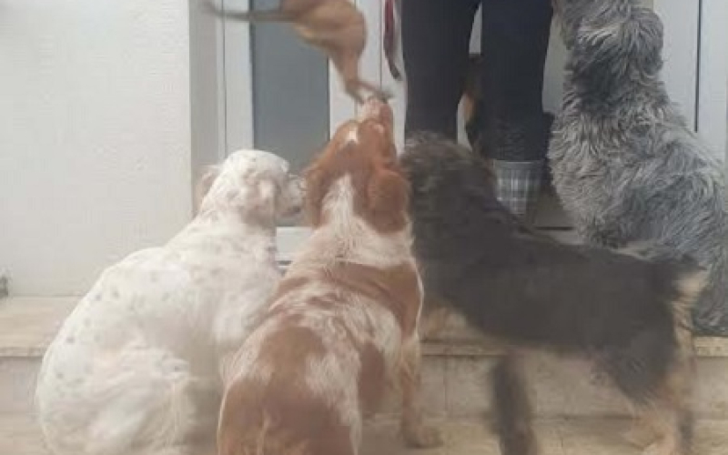 Potreban radnik u prihvatilištu za životinje