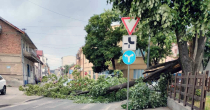 Bijeljina: Srušilo se stablo na ulicu, uklonili ga vatrogasci