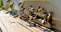 Udruženje pčelara: Herbicidi i insekticidi uništili 50 odsto pčela u Srpskoj