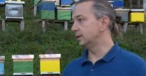 Marković: Veliki pritasak uvezenog jeftinog meda na domaće pčelare