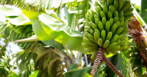 Panama proglasila vanredno stanje zbog banana