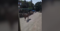 Zebra pobjegla iz Zoološkog vrta u Beogradu, povrijeđene tri osobe