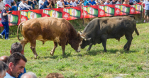 Hipodrom na Obriježi u znaku borbi bikova – korida stiže u Bijeljinu!