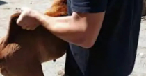 Sarajevo: Pitbul napao muškarca i majku sa bebom
