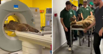 Medvjed se prejeo voća, pa završio u hitnoj VIDEO