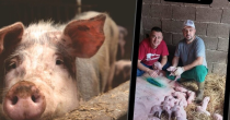 Čudo na farmi u Patkovači: Krmača carskim rezom rodila 22 živa prasića