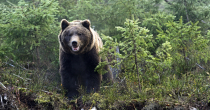 M.C. iz Bijeljine odstrijelio medvjeda u vrijeme lovostaja