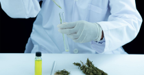 Kanabis će se moći koristiti u medicinske svrhe u BiH?