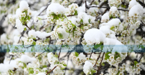 Hoće li zahlađenje uticati na voćnjake u Republici Srpskoj?
