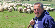 "Kralj pašnjaka": Senad sam čuva 1.000 ovaca (VIDEO)