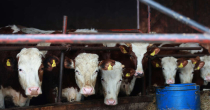 Novi udar na farmere: Mlijekoprodukt snizio cijenu mlijeka, proizvođači ogorčeni