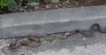 Zmije kod hotela u Sarajevu izazvale paniku (VIDEO)