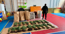Akcija policije u Bijeljini: Zaplijenjeno 206 stabljika indijske konoplje i kokain, jedna osoba uhapšena FOTO