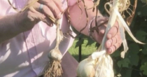 Prnjavor: Uzgojio bijeli luk težak pola kilograma (VIDEO)