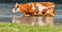 Visoke temperature prijete životinjama: Stručnjaci izdali upozorenje
