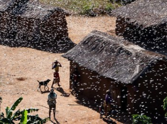 Najezda milijardi skakavaca na Madagaskar