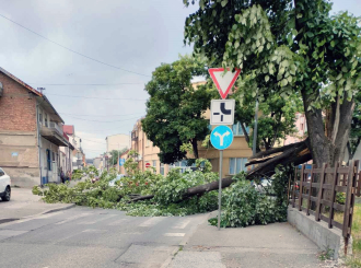 Bijeljina: Srušilo se stablo na ulicu, uklonili ga vatrogasci