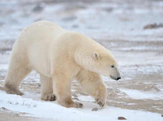 Genetske promjene pomažu polarnim medvjedima da se prilagode toploj klimi