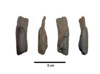 Otkriveni najstariji drveni alati na svijetu: Stari više od 430.000 godina