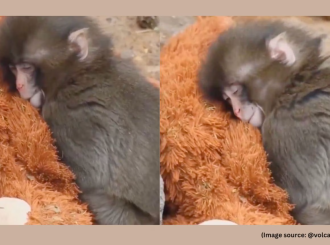 Video koji je raznežio svet: majmunče Panč i njegov plišani orangutan