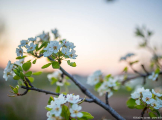 Bijeljina: Sunčano i toplo