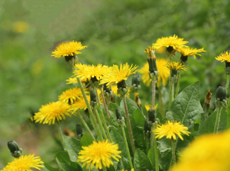 Biljka koja topi salo, čisti otrove iz jetre i smanjuje šećer