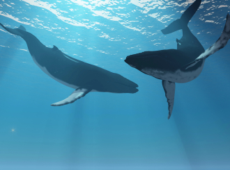 Komunikacija kitova ima sličnosti sa ljudskim govorom