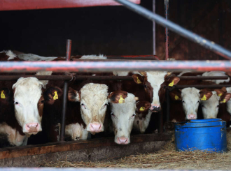 Novi udar na farmere: Mlijekoprodukt snizio cijenu mlijeka, proizvođači ogorčeni