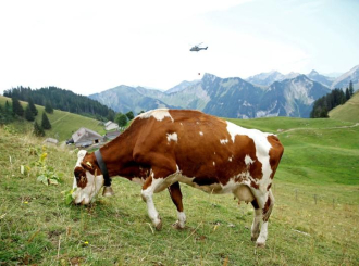 Švajcarska: Vojska helikopterima prebacuje vodu žednim kravama