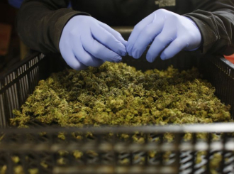 Legalizacija kanabisa otvorila nova radna mjesta u Kanadi