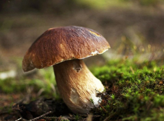 BiH bilježi veliki rast izvoza: Domaće gljive potisnule uvozne