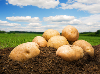 Kilogram krompira u Srpskoj za godinu dana poskupio 50 odsto