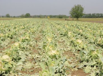 Strelci zapaprili cene i postavili ultimatum 