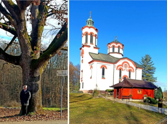 Dragaljevački hrast samotnjak