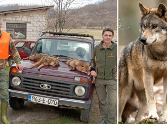 U hajci na vuka ubili šakala i lisicu: Vuk nadmudrio 400 lovaca (50 iz Semberije)