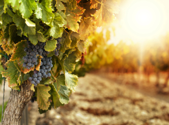 Zbog klimatskih promjena nestaće 90 odsto tradicionalnih vinskih regiona