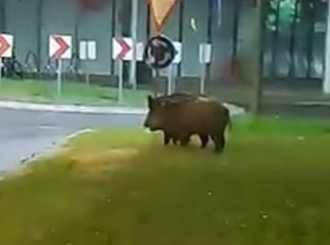 Divlje svinje na zagrebačkim ulicama (VIDEO)