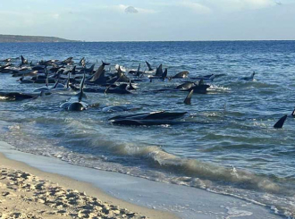 Australija: Nasukalo se oko 140 kitova