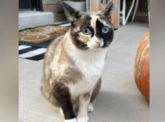 Mačka kao slepi putnik otputovala u Kaliforniju u vraćenom paketu