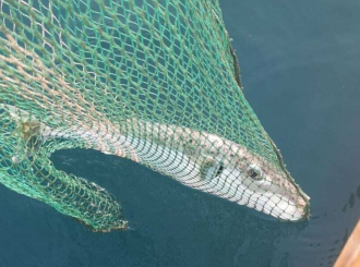 U Jadranu ulovljena riba čiji je otrov 1.200 puta jači od cijanida