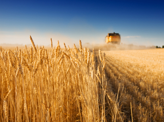 Pšenica neće izdati, ni rodom ni kvalitetom
