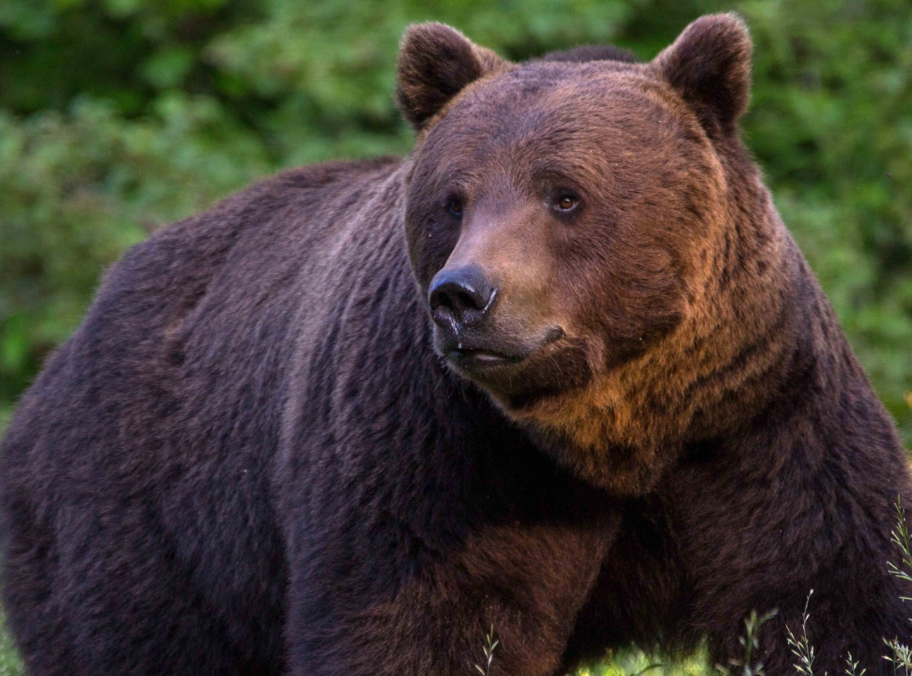 Bijeljina, Neukroćena Rumunija CZK Semberija