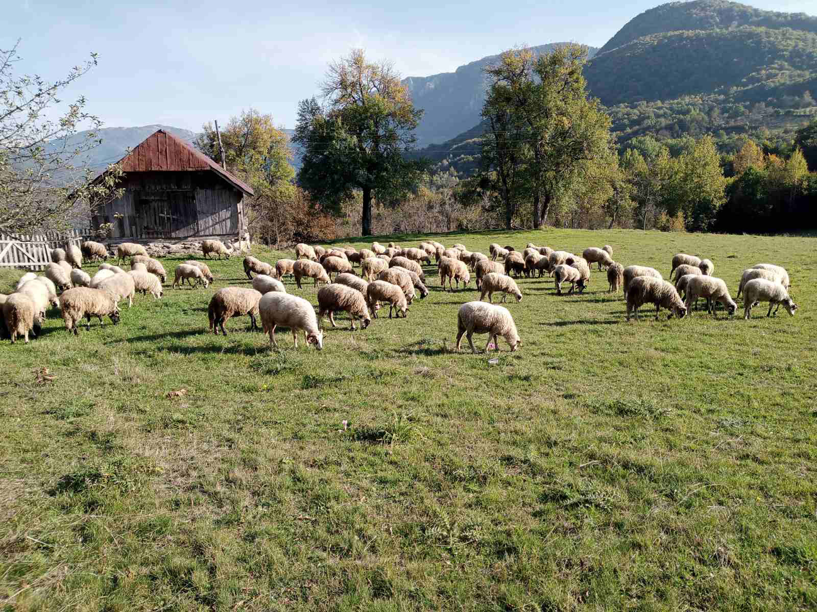 U selu Prijeđel učestali napadi vukova koji bježe ispred požara