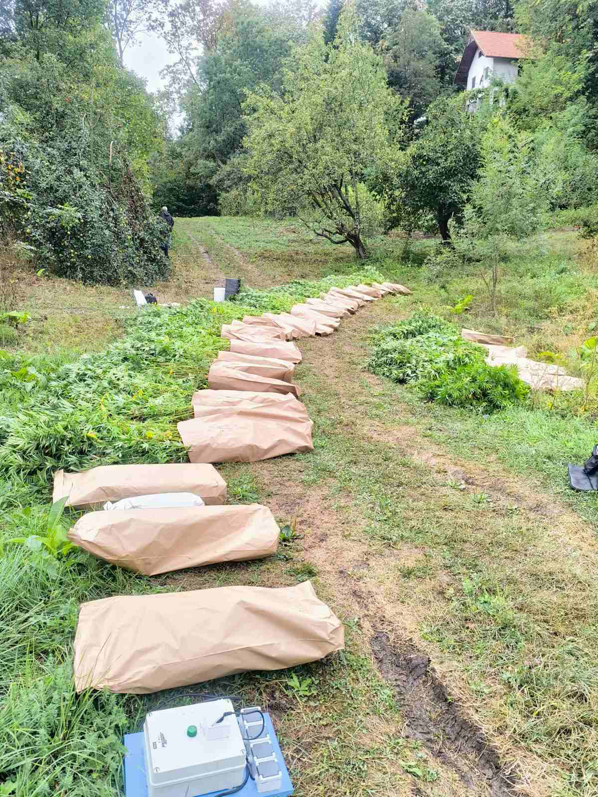 PU Bijeljina: Uhapšen muškarac nakon pronalaska plantaže indijske konoplje