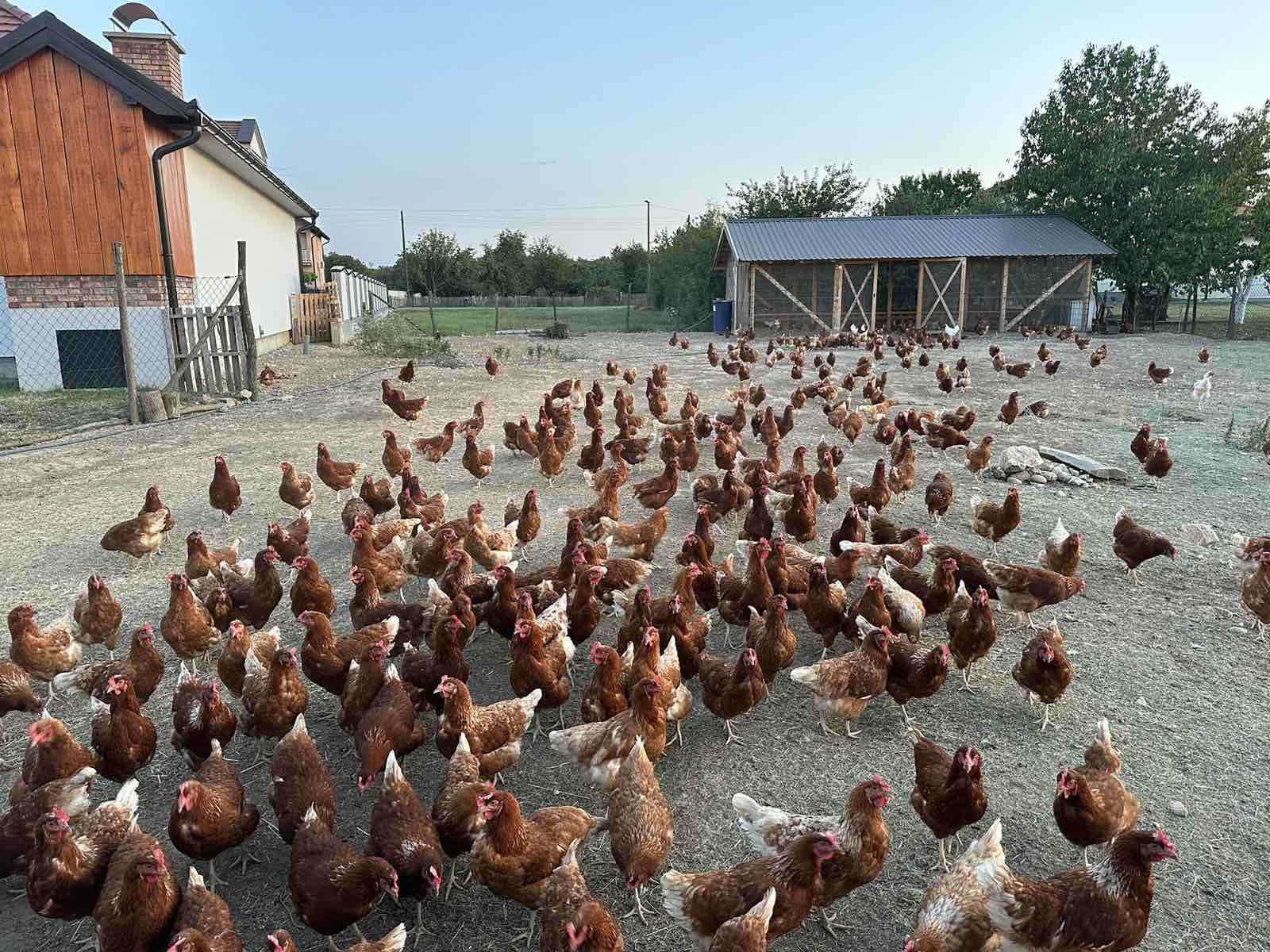 Mile Pejčić pomogao razvoj Farme „5 jaja“ – podrška mladima i preduzetništvu