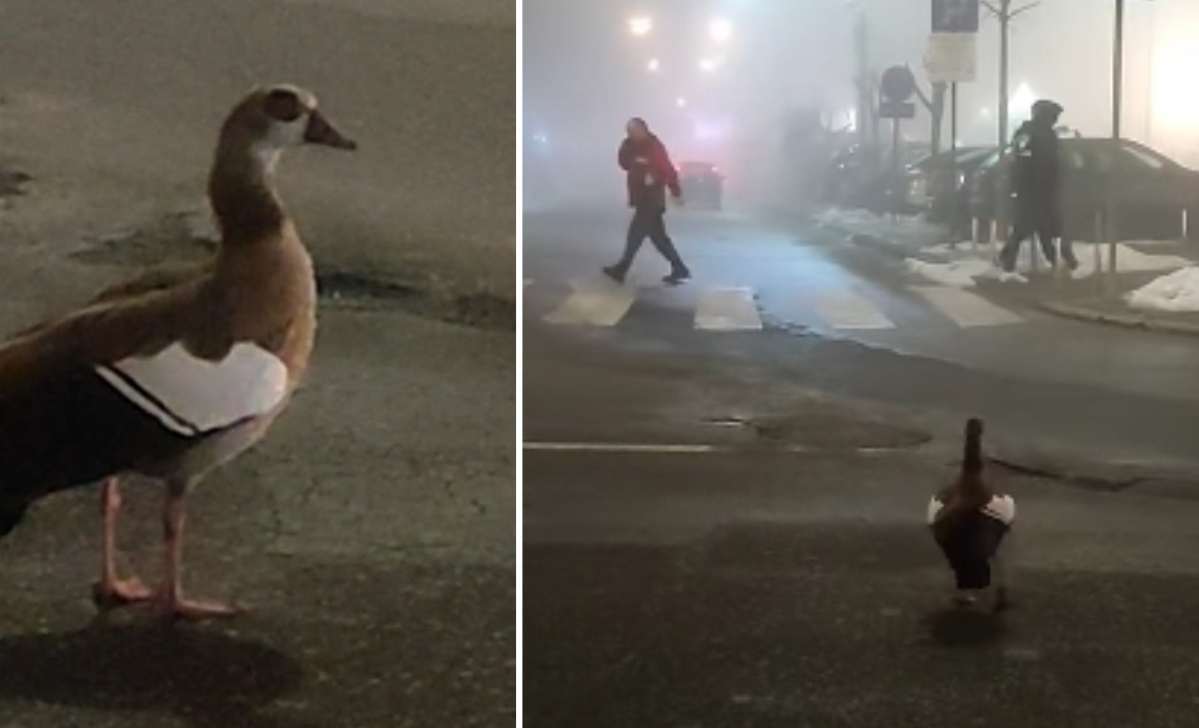 Bijeljina: Egipatska guska zbunjena u semberskoj magli (VIDEO)