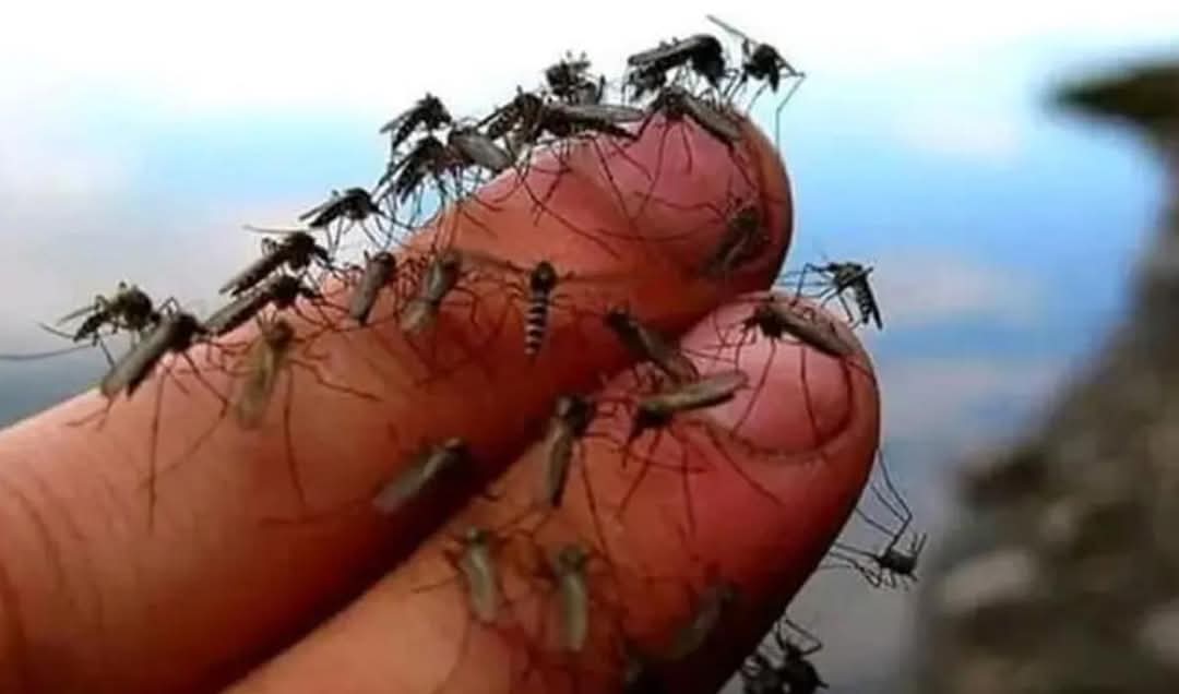 Najezda komaraca u Semberiji – gradonačelnik Bijeljine traži hitan avio-tretman