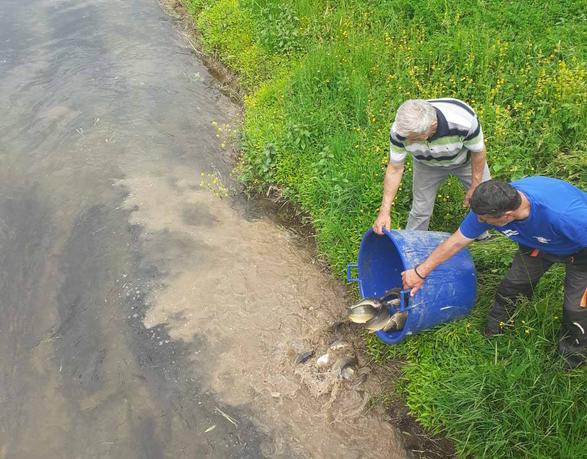 Šaranom poribljeni kanal Dašnica i bare u Velinom Selu
