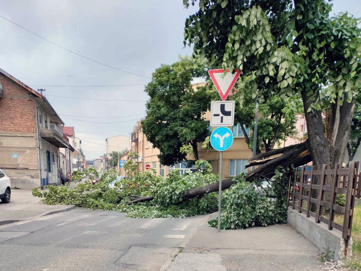 Bijeljina: Srušilo se stablo na ulicu, uklonili ga vatrogasci
