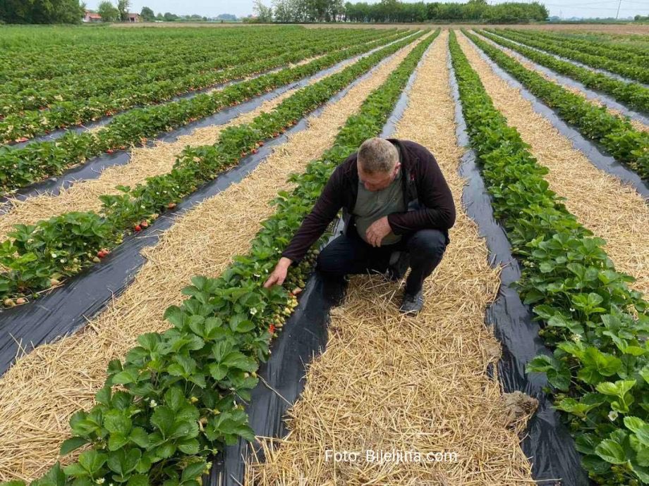 Ovaj Semberac je domaćin za primjer svima: Đorđe u vremenu visokih cijena DIJELI BESPLATNE JAGODE za trudnice i žene sa malom djecom